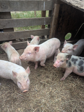 Julianna Micro 't-cup' Piglets