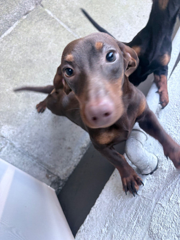 Chocolate brown dashound puppy
