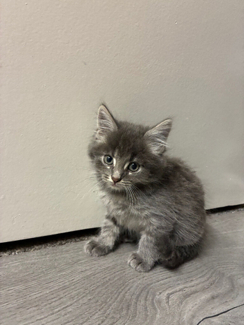 Small fluffy kittens