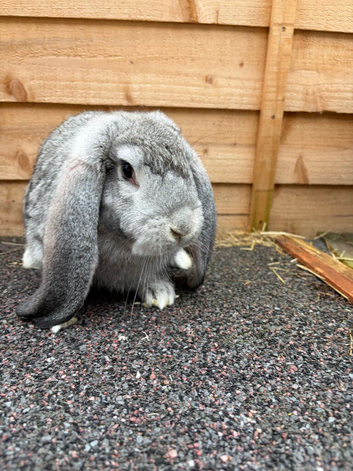 French lop buck baby