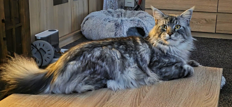 Maine Coon Registered TICA