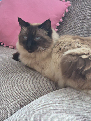Ragdoll Ragnor