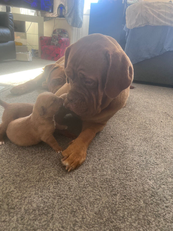 Dogue de Bordeaux for sale