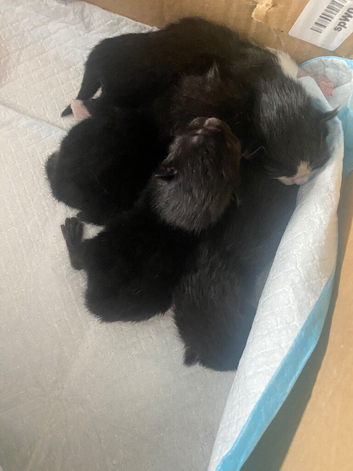 3 kittens for adoption