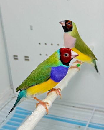 Beautiful pair of red head Gouldian finches