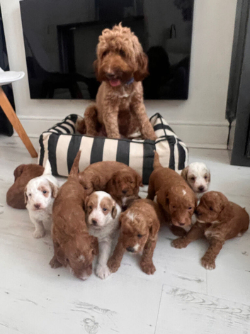 Outstanding Australia Labradoodle Puppies
