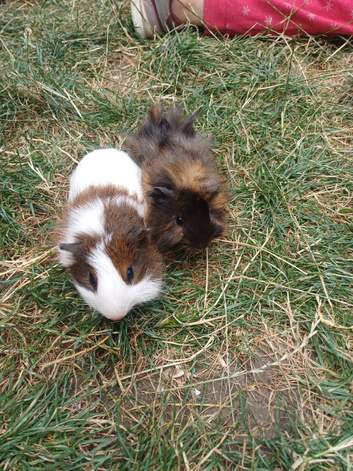 2 brother guinea pigs ready for the new homes