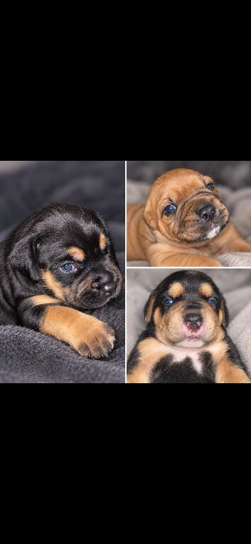 Rottweiler Mastiff X Jack Russel King Charles Cavalier