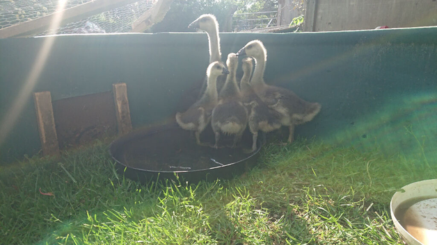 Chinese goslings 4 available