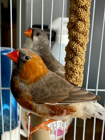 Stunning pair finches