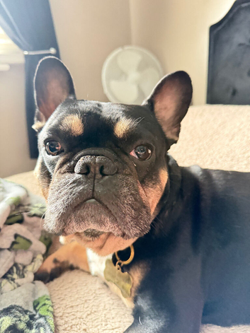 French bull dog for stud
