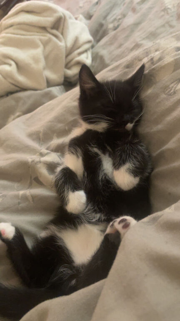 Male kitten