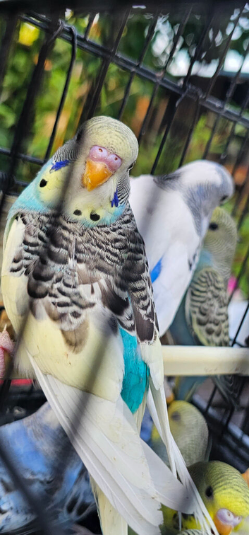 Baby budgies for sale 2 months old
