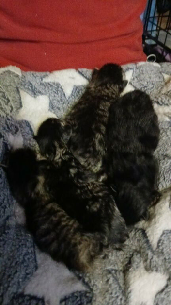 boy kittens