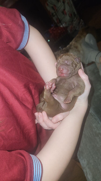 6 beautiful shar pei pups