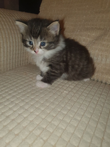 I have a beautiful cat that looks like a lion and it's a girl.