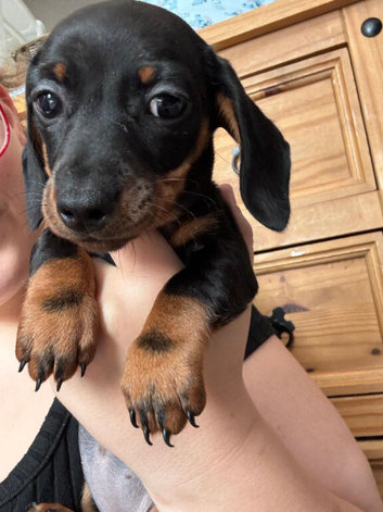 Mini dachshund