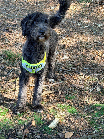 Gorgeous indie looking for her forever home