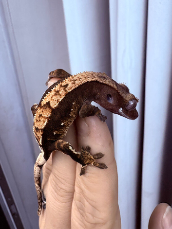 Crested gecko