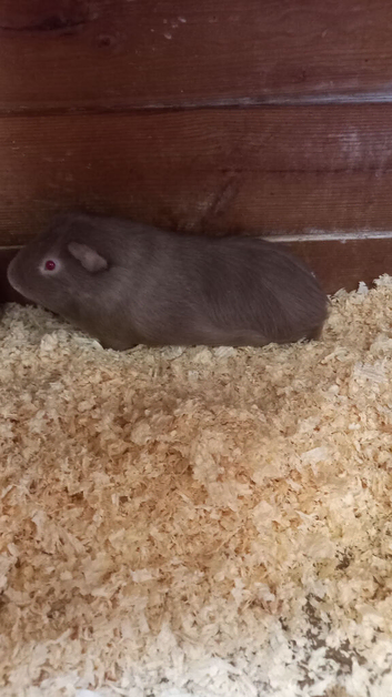 Male Guinea Pigs for sale
