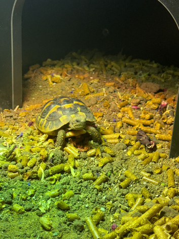 Herman&rsquo;s tortoise
