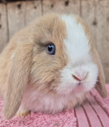 Mini lop baby boys ready now