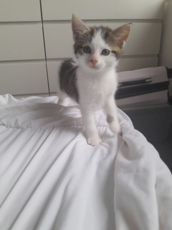Kittens