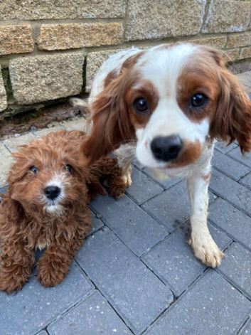 Cavapoo girl