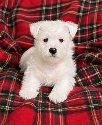 Adorable west highland terrier puppy