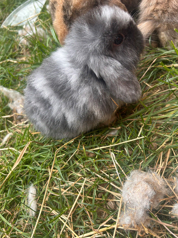 Mini lop
