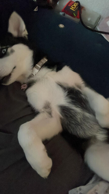 Laika The Husky
