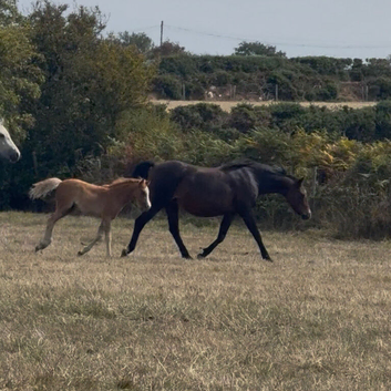 Sweet little companion mare