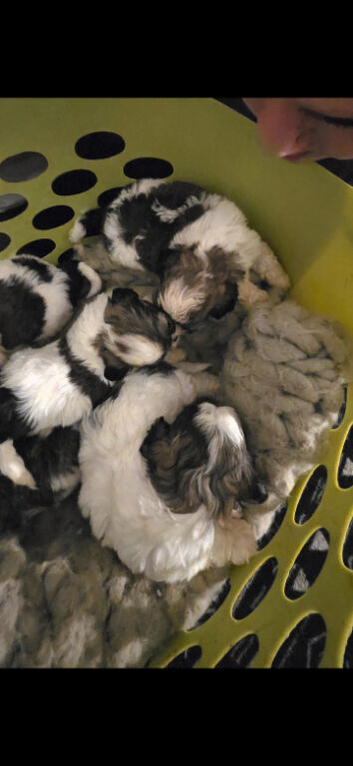 shih tzu puppies