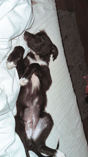 lovely greyhound/border collie