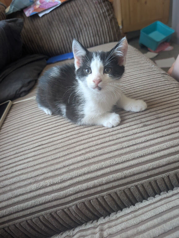 2 male kittens