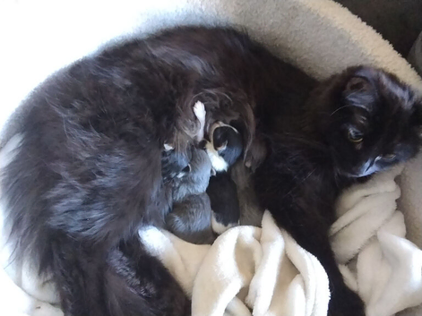 Cats had kittens