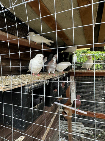 20 mixed coloured fancy pigeons