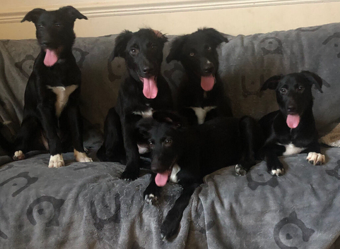 4 loving collie pups 12 weeks