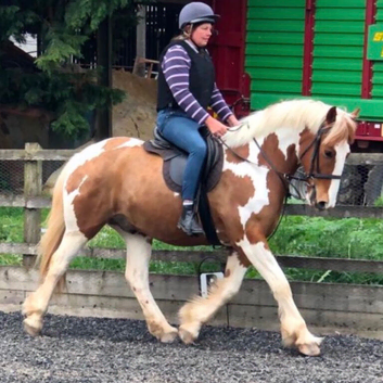 15.2 Traditional Coloured Gelding 13 years