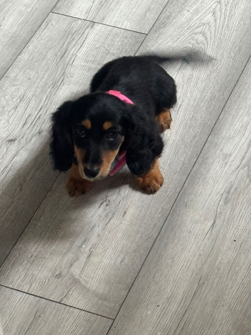 Kc reg mini dachshund