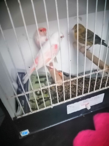 Nice pair morfic canary