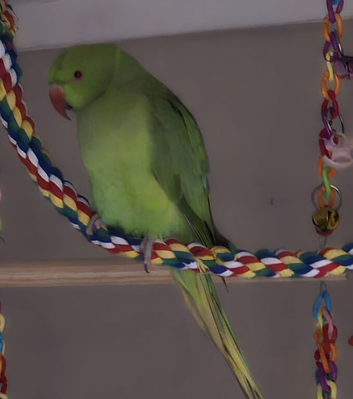 Ringneck/cage