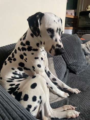 Dalmation  for sale