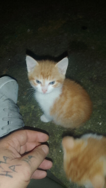 2 kittens available &pound;60 for both