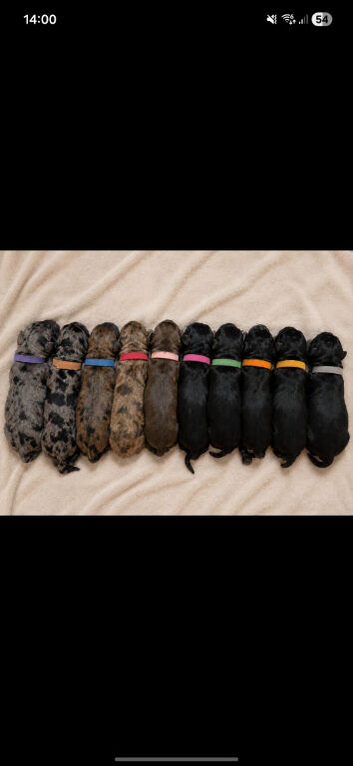 La Schnoodle puppies