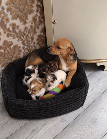 Beautiful Jack Tzu puppies