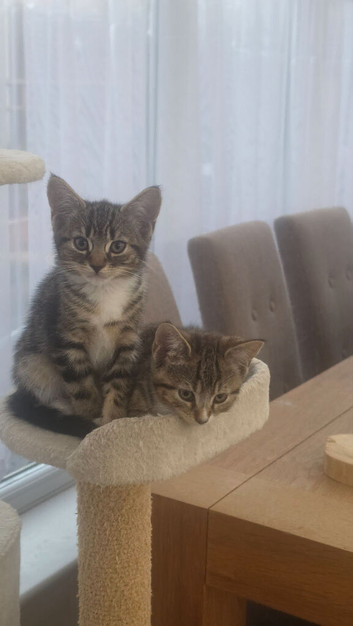 10weeks tabby kittens