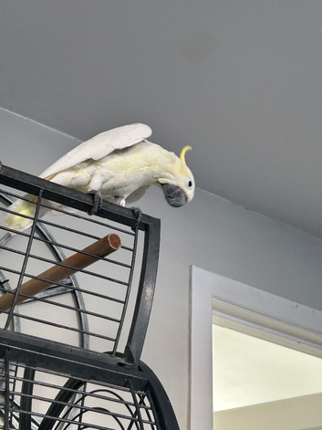 Sulphur crested cockatoo very tame loves coming to you she's 29yrs young Talks wistles shouts barks in Manchester