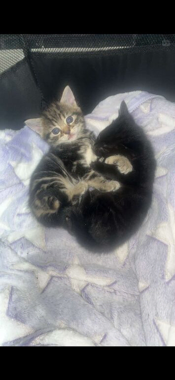 Little boys