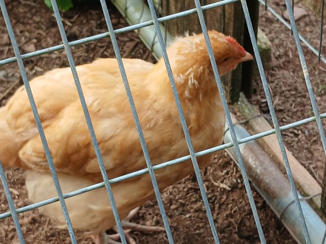 Buff Orpington male